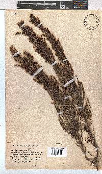 Erica nemorosa image