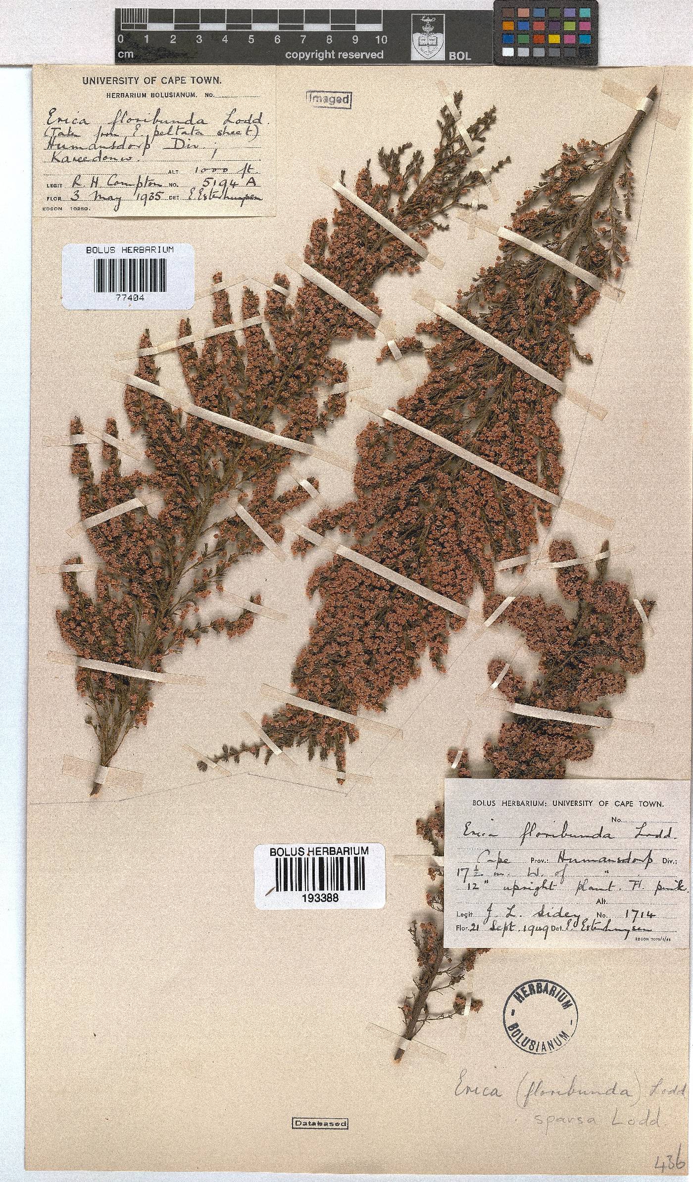 Erica sparsa var. sparsa image