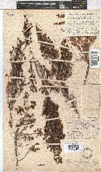 Erica sparsa var. sparsa image