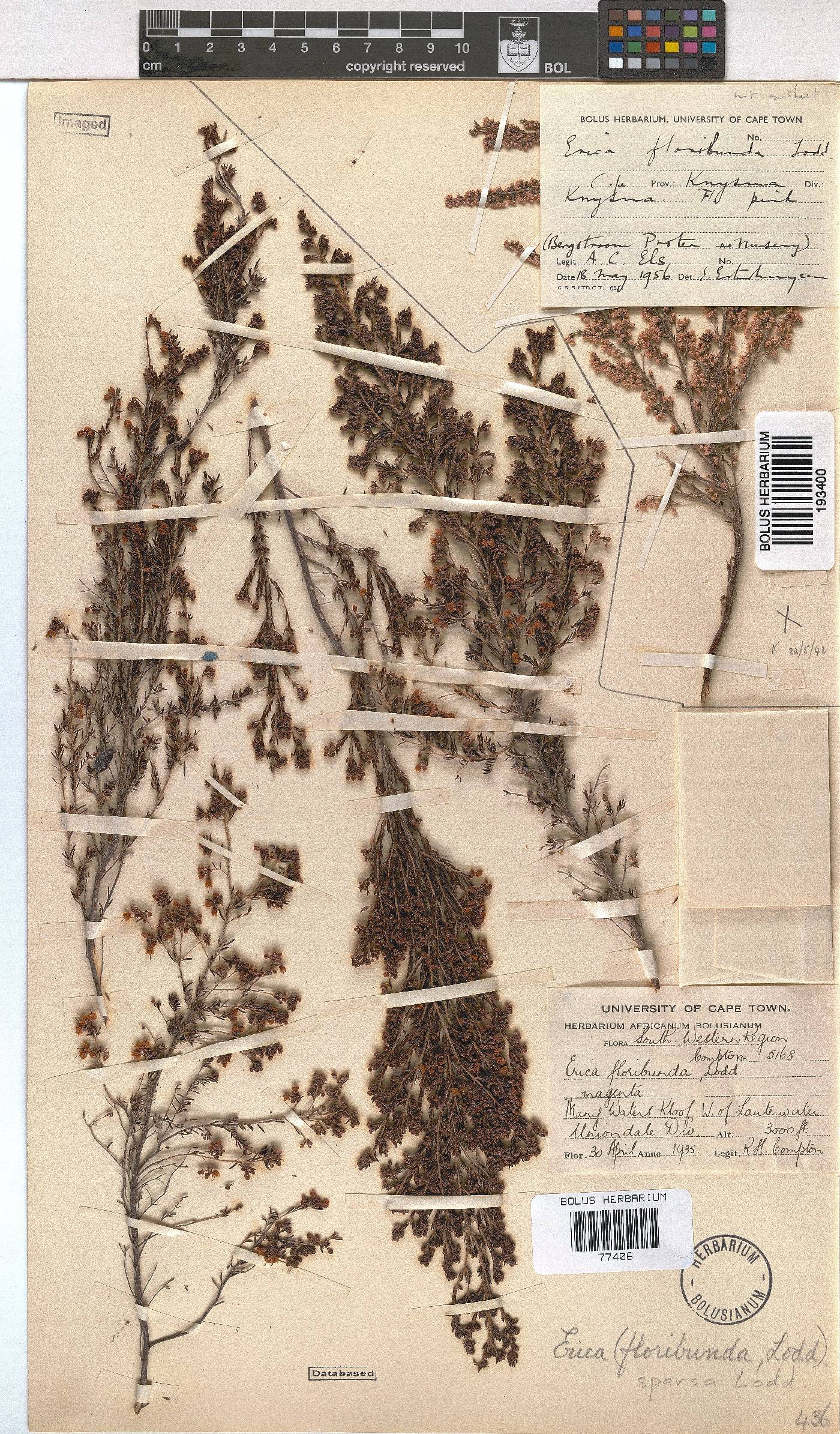 Erica sparsa var. sparsa image