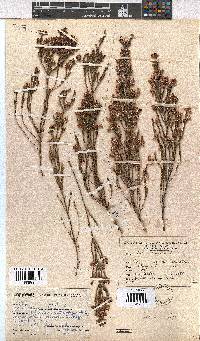 Erica pseudocalycina image