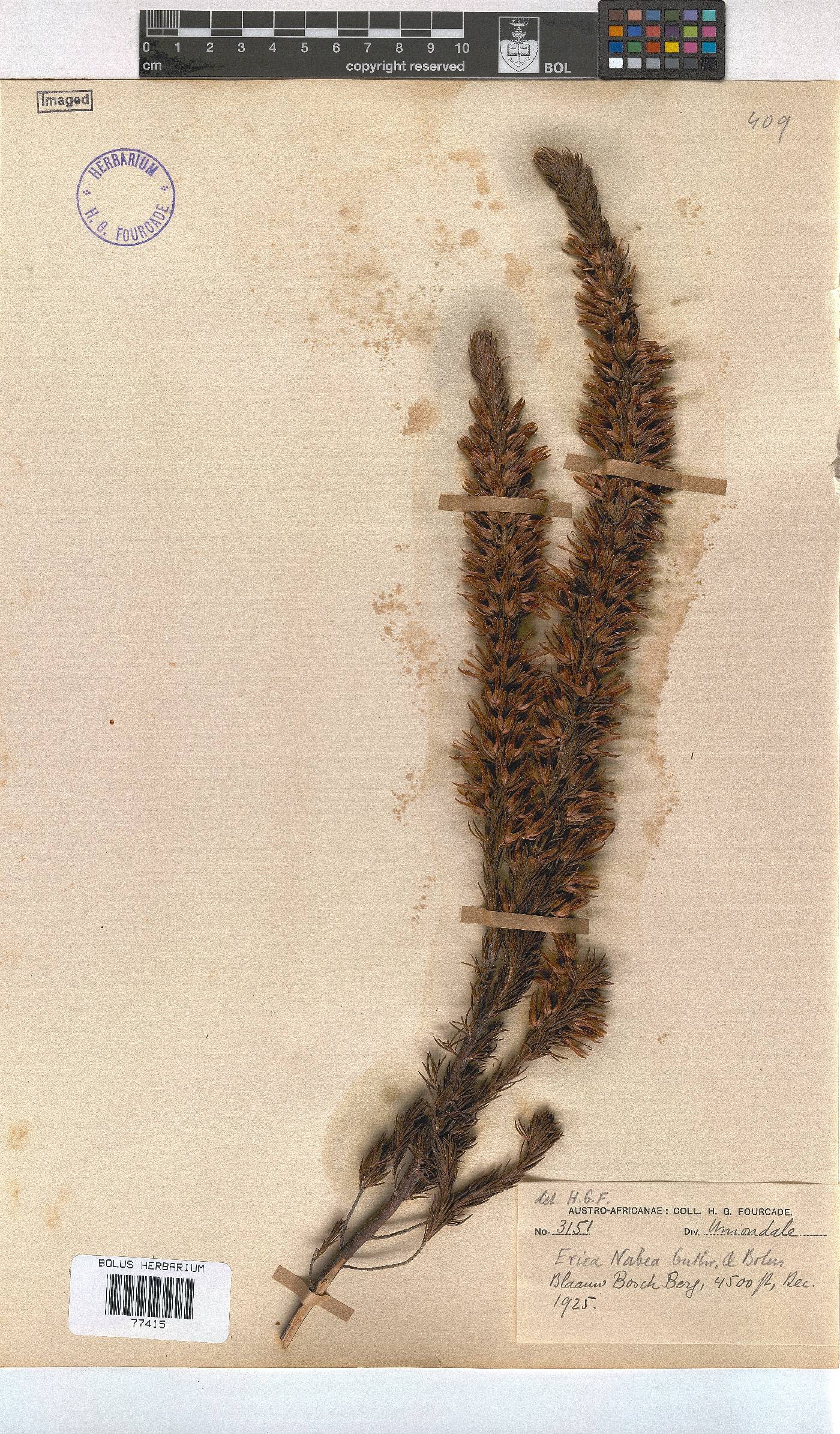 Erica nabea image