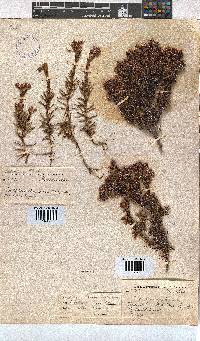 Erica mucronata image