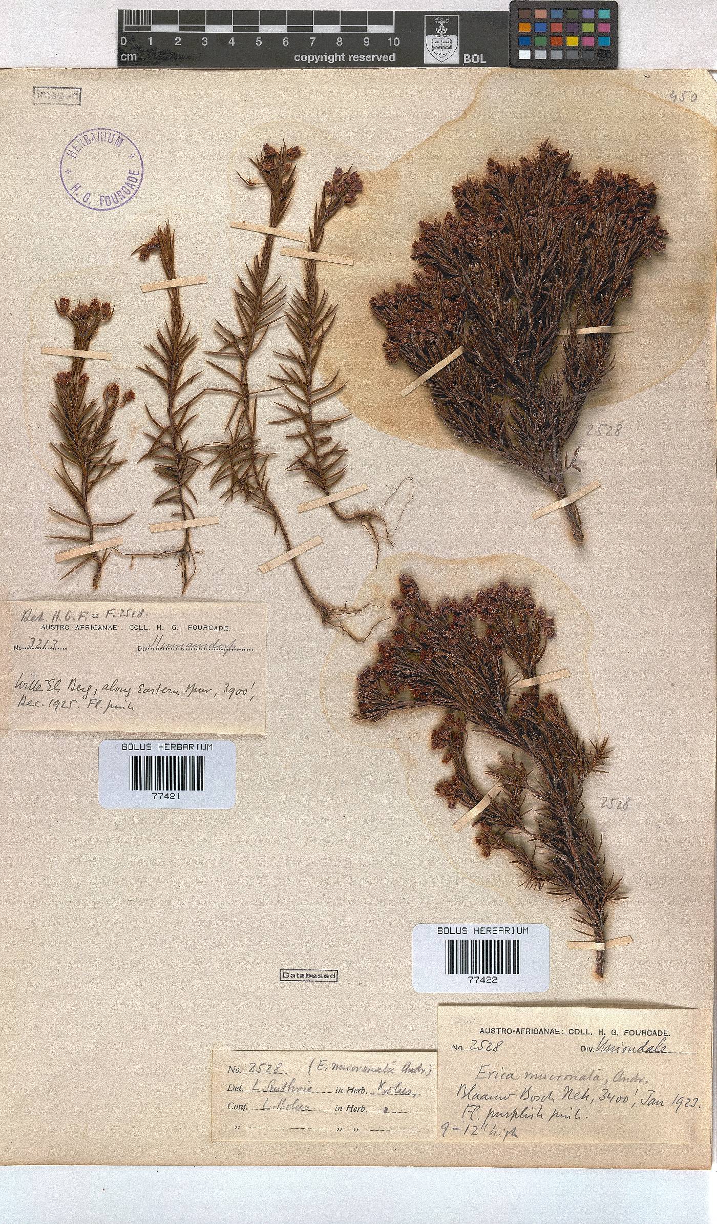 Erica mucronata image