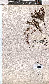 Erica mucronata image