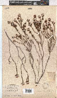 Erica seriphiifolia image