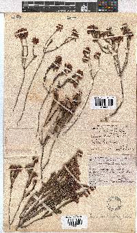 Erica seriphiifolia image