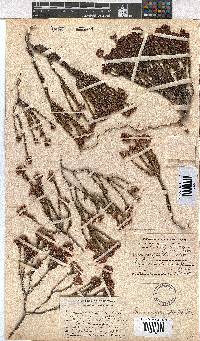 Erica seriphiifolia image