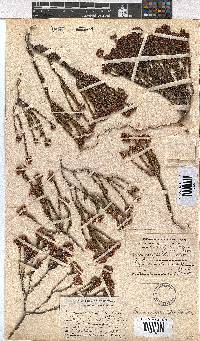 Erica seriphiifolia image