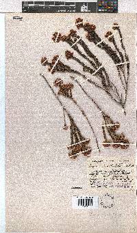 Erica seriphiifolia image