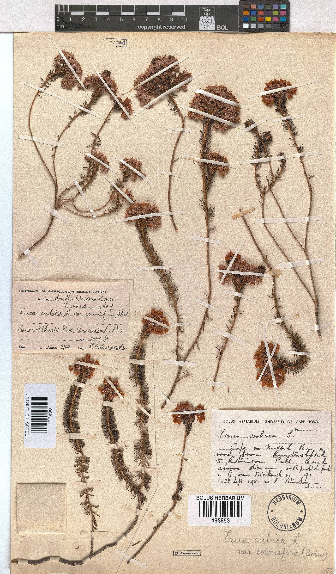 Erica cubica var. coronifera image