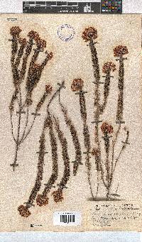 Erica cubica var. coronifera image