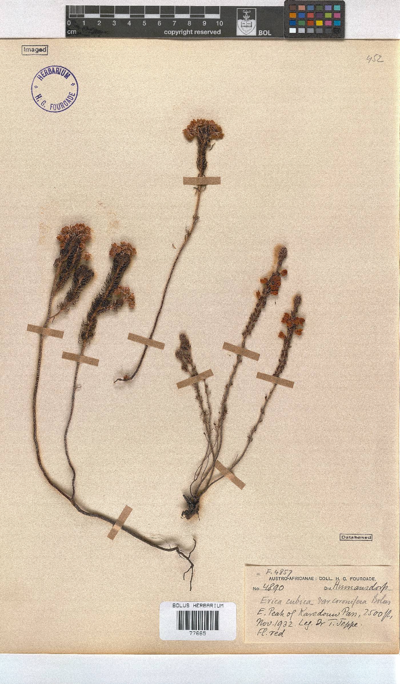 Erica cubica var. coronifera image