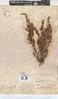 Erica chamissonis var. polyantha image