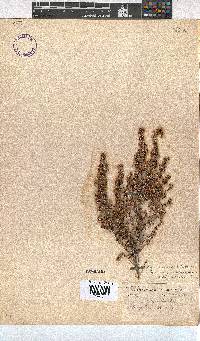 Erica chamissonis var. polyantha image