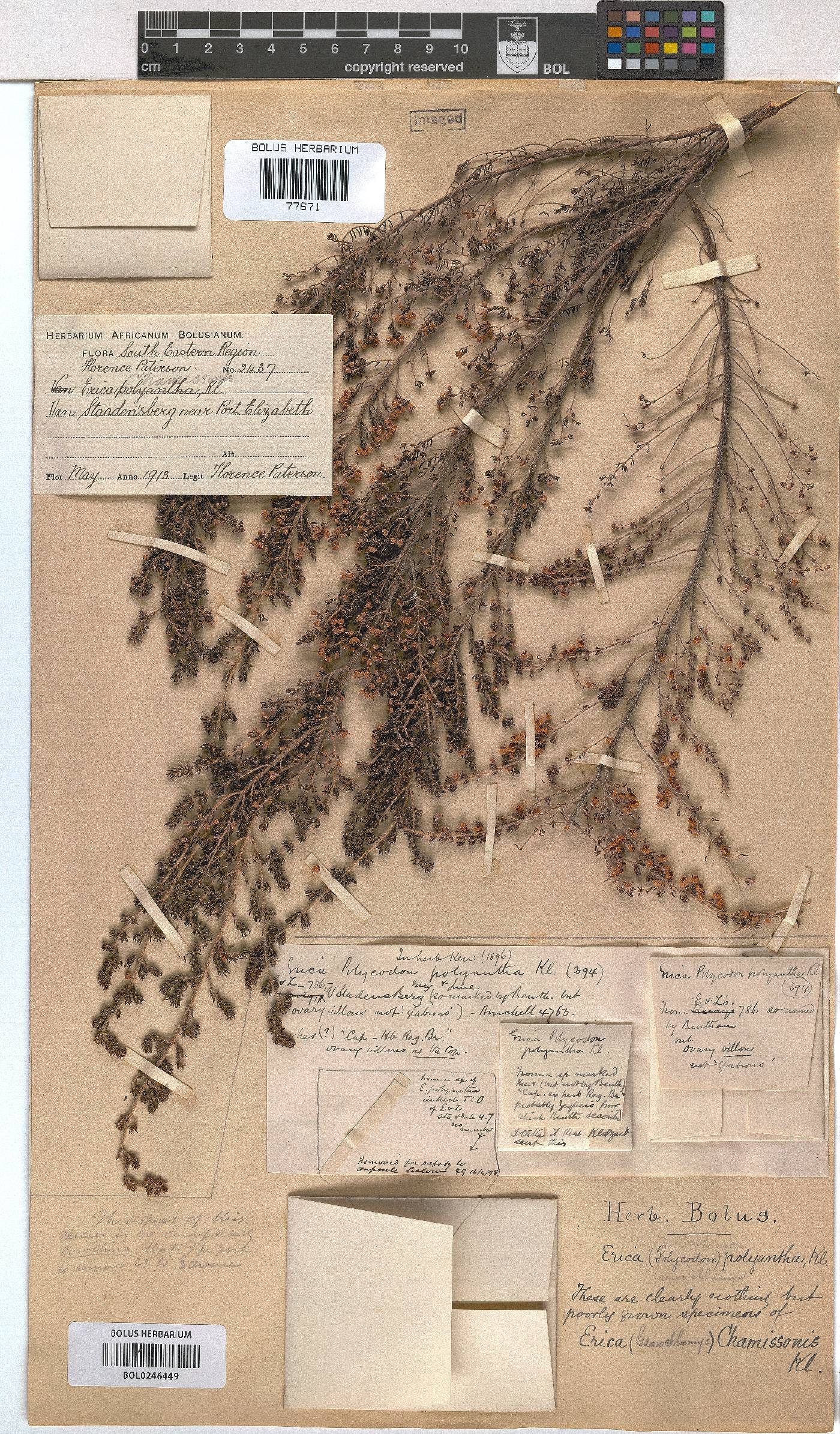 Erica chamissonis var. polyantha image