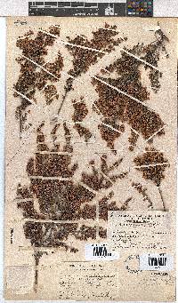 Erica chamissonis var. polyantha image