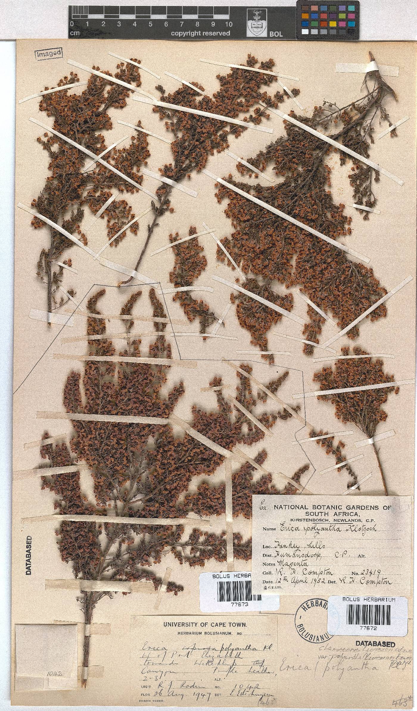 Erica chamissonis var. polyantha image