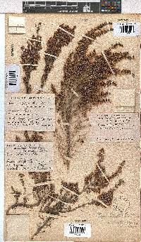 Erica chamissonis var. polyantha image