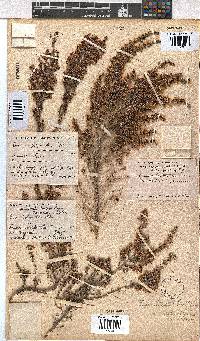 Erica chamissonis image