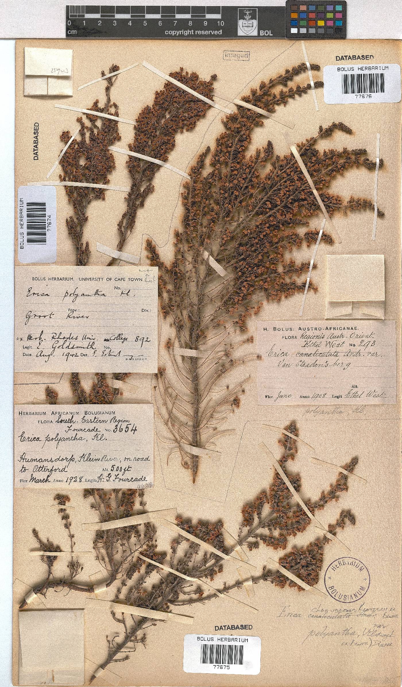 Erica chamissonis var. polyantha image