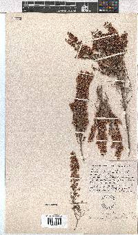 Erica chamissonis var. polyantha image