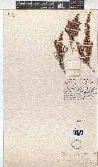 Erica chamissonis var. polyantha image