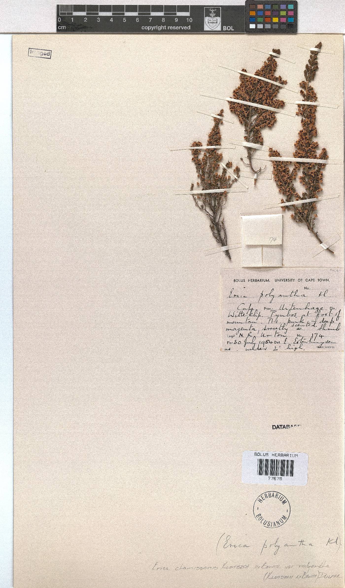 Erica chamissonis image