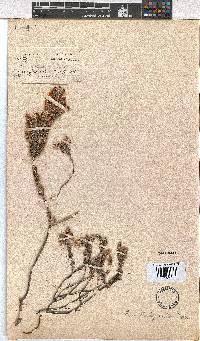 Erica trachysantha image