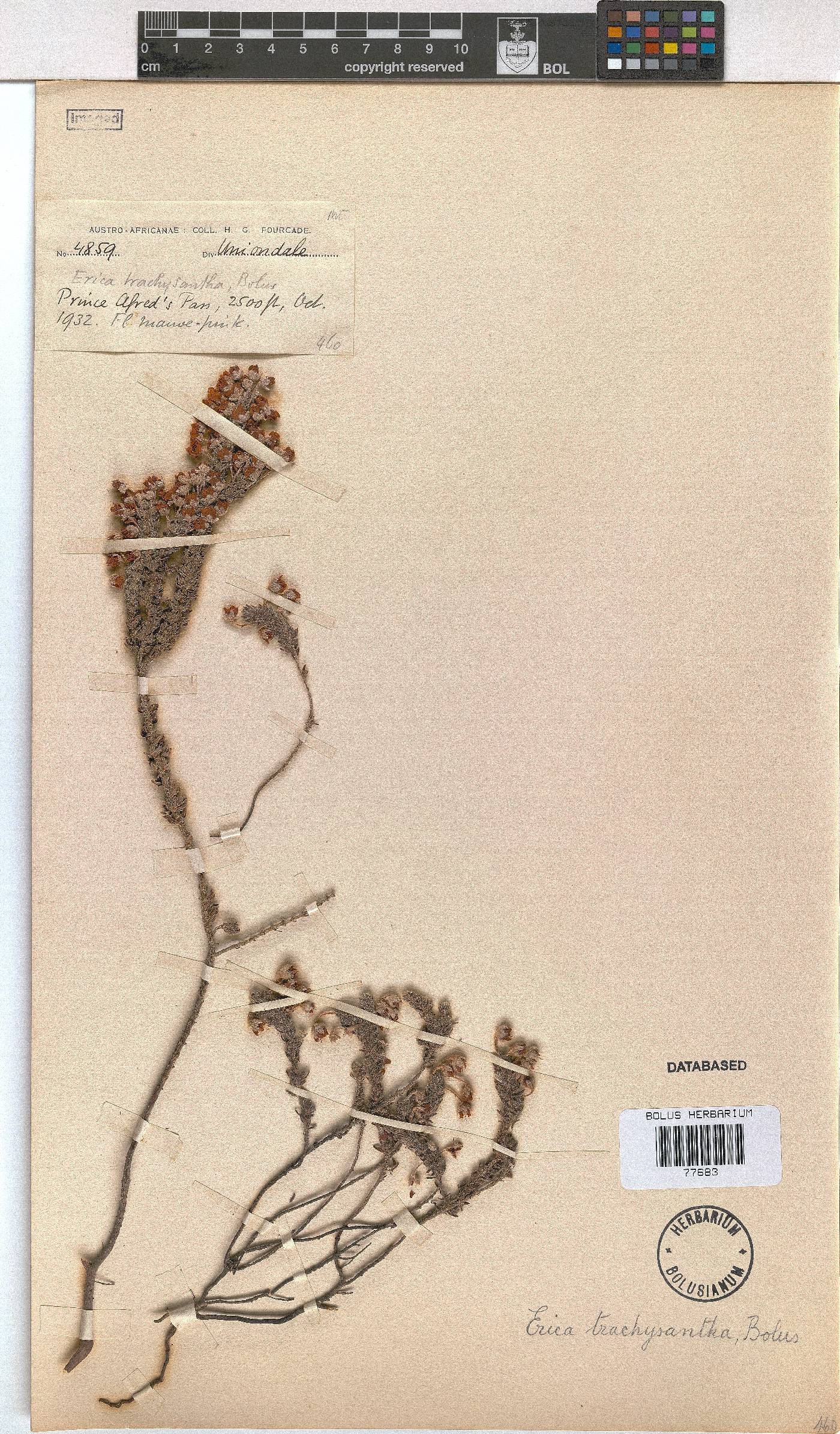 Erica trachysantha image