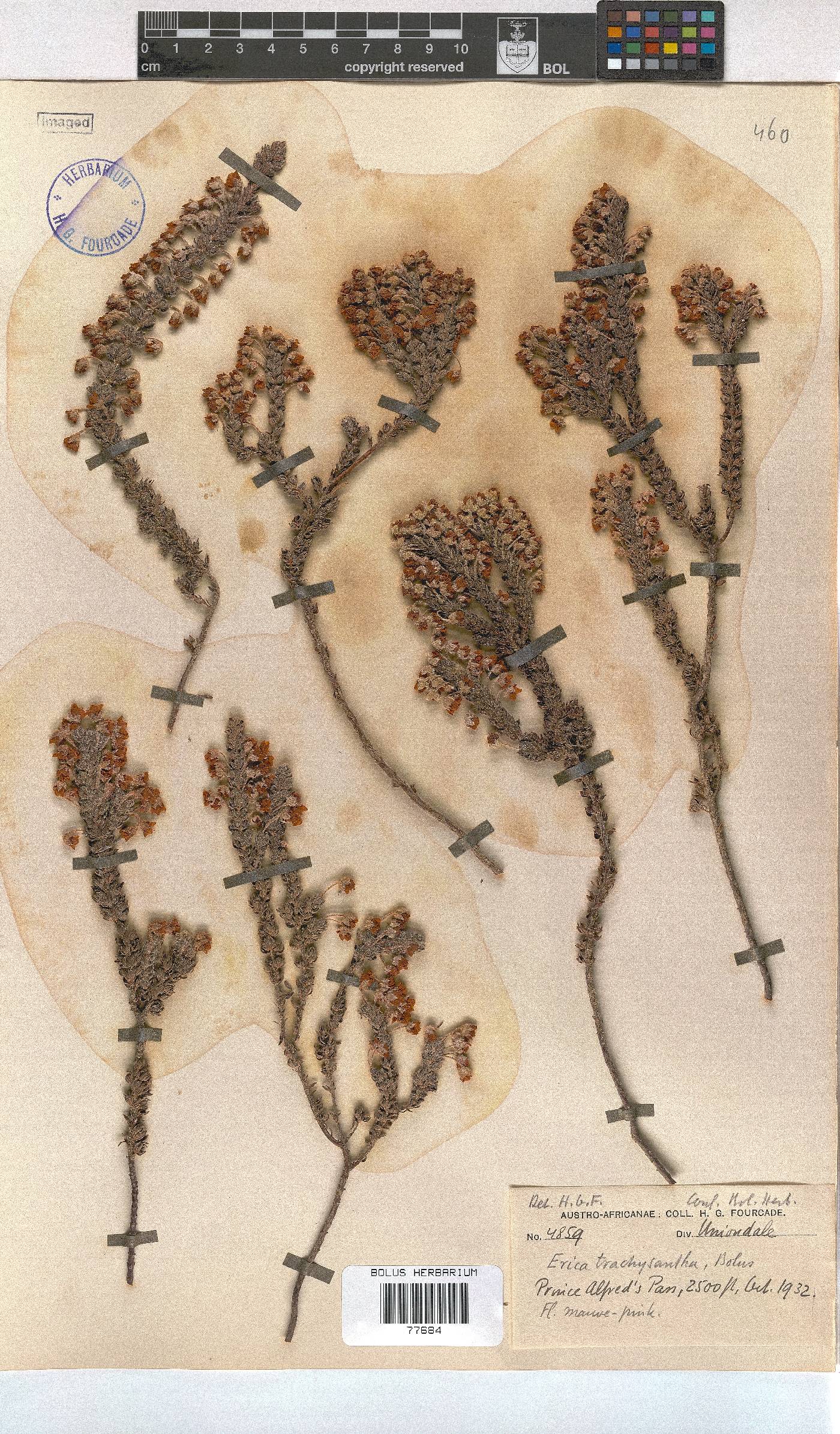 Erica trachysantha image