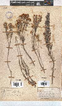 Erica passerinae image