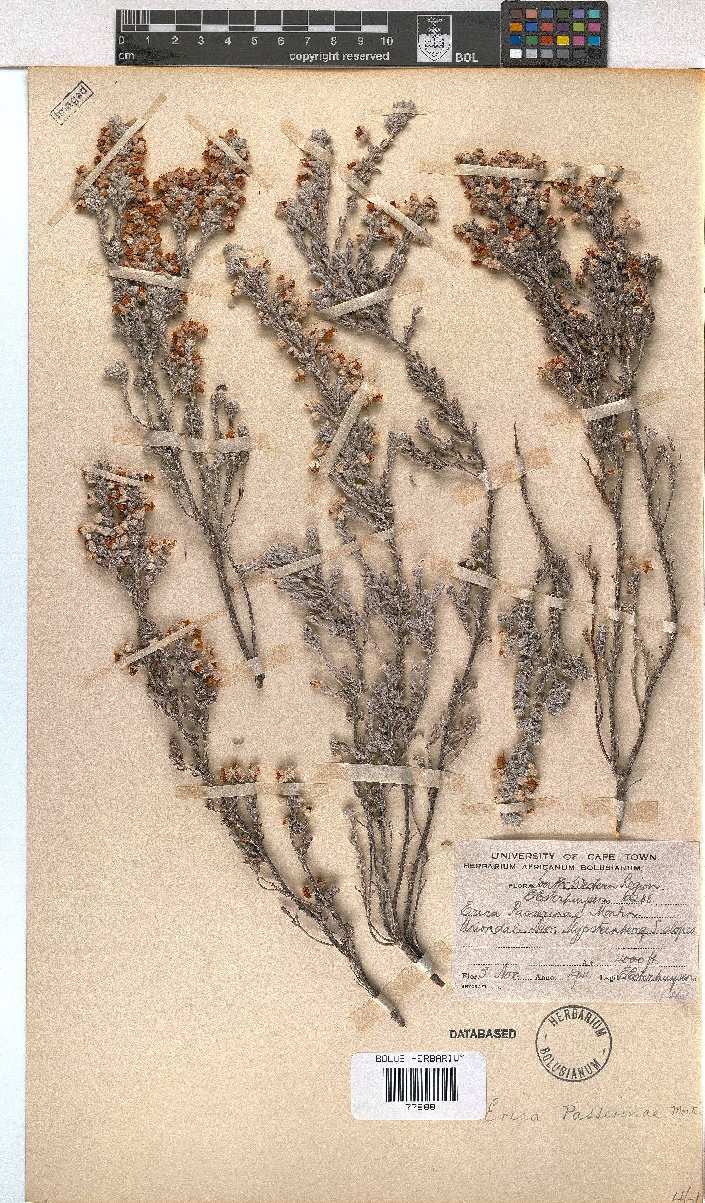 Erica passerinae image