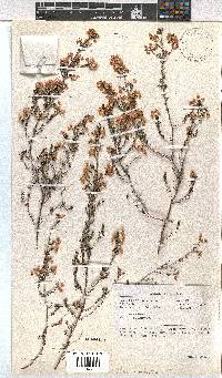 Erica melanthera image