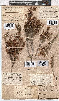 Erica melanthera image