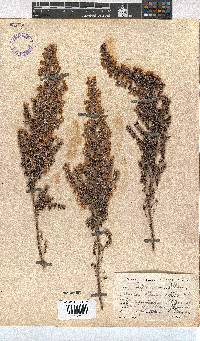 Erica chamissonis image