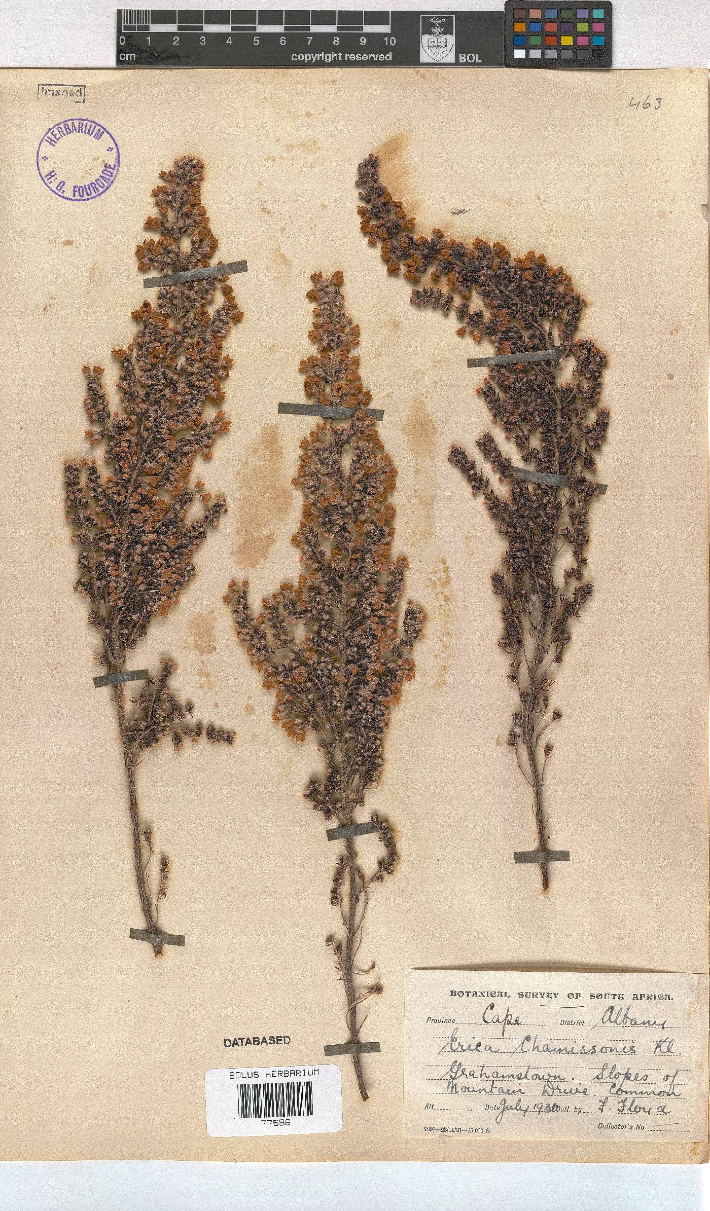 Erica chamissonis var. hirtifolia image