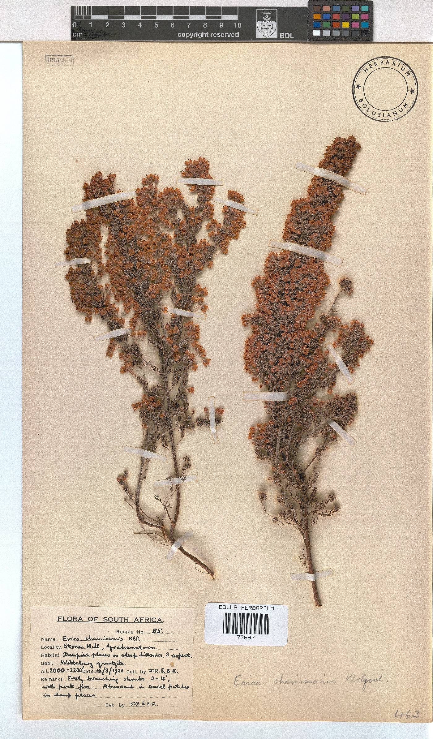 Erica chamissonis var. hirtifolia image
