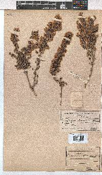 Erica chamissonis image