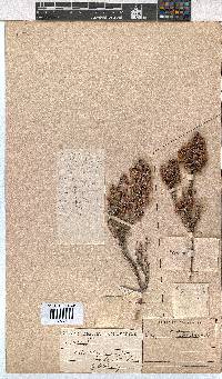 Erica chamissonis image