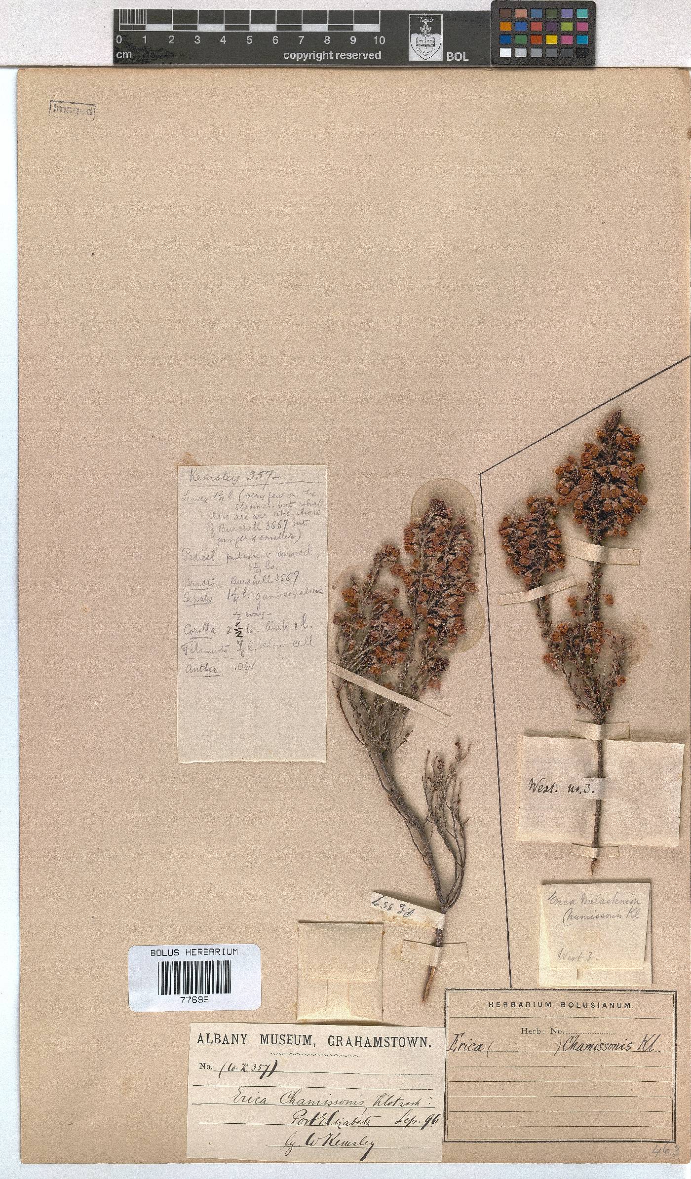 Erica chamissonis var. hirtifolia image