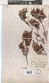 Erica chamissonis image