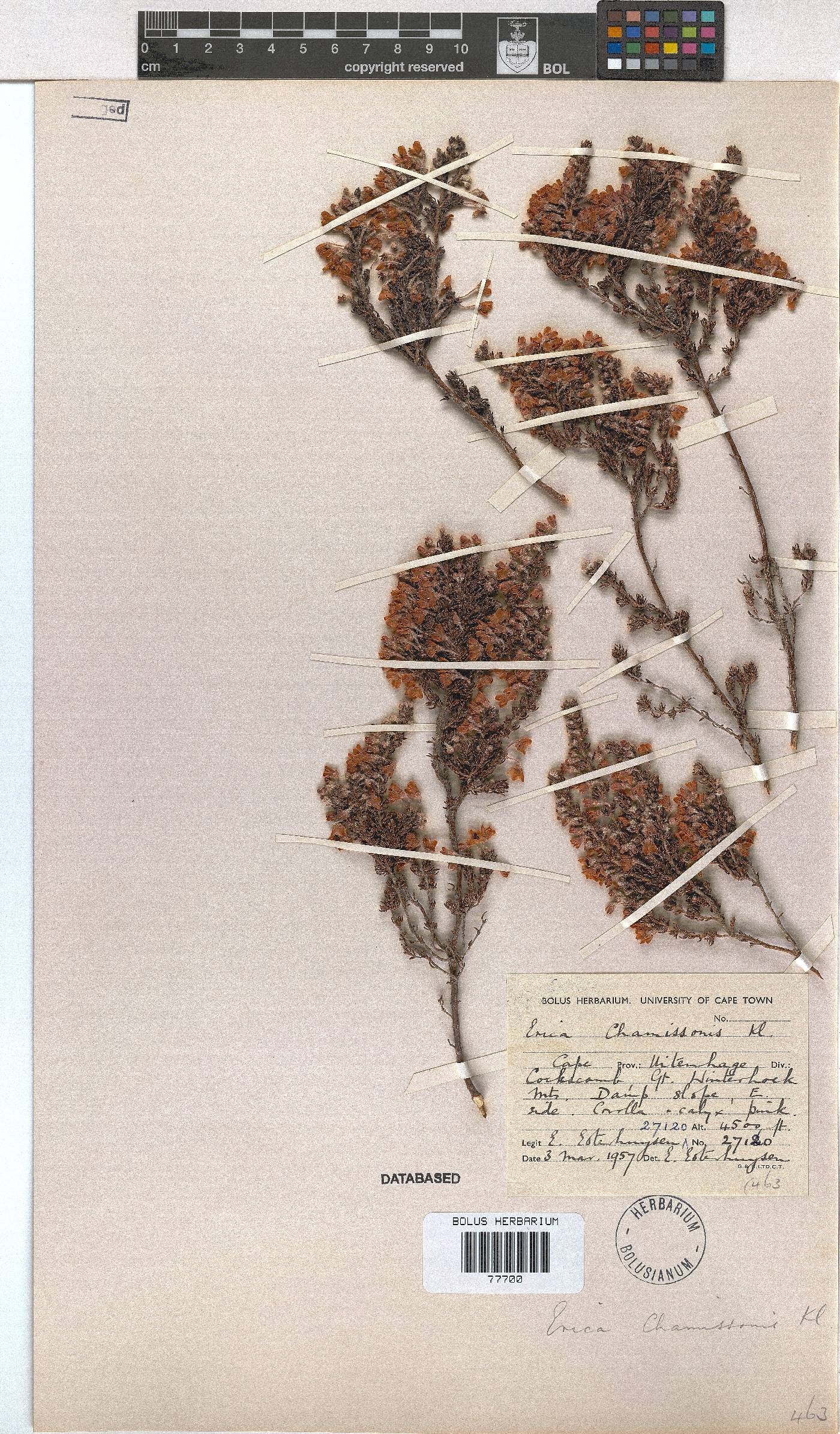 Erica chamissonis var. hirtifolia image