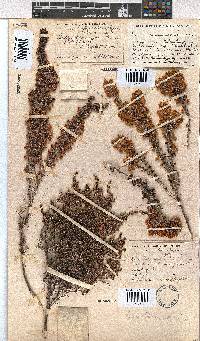 Erica chamissonis image