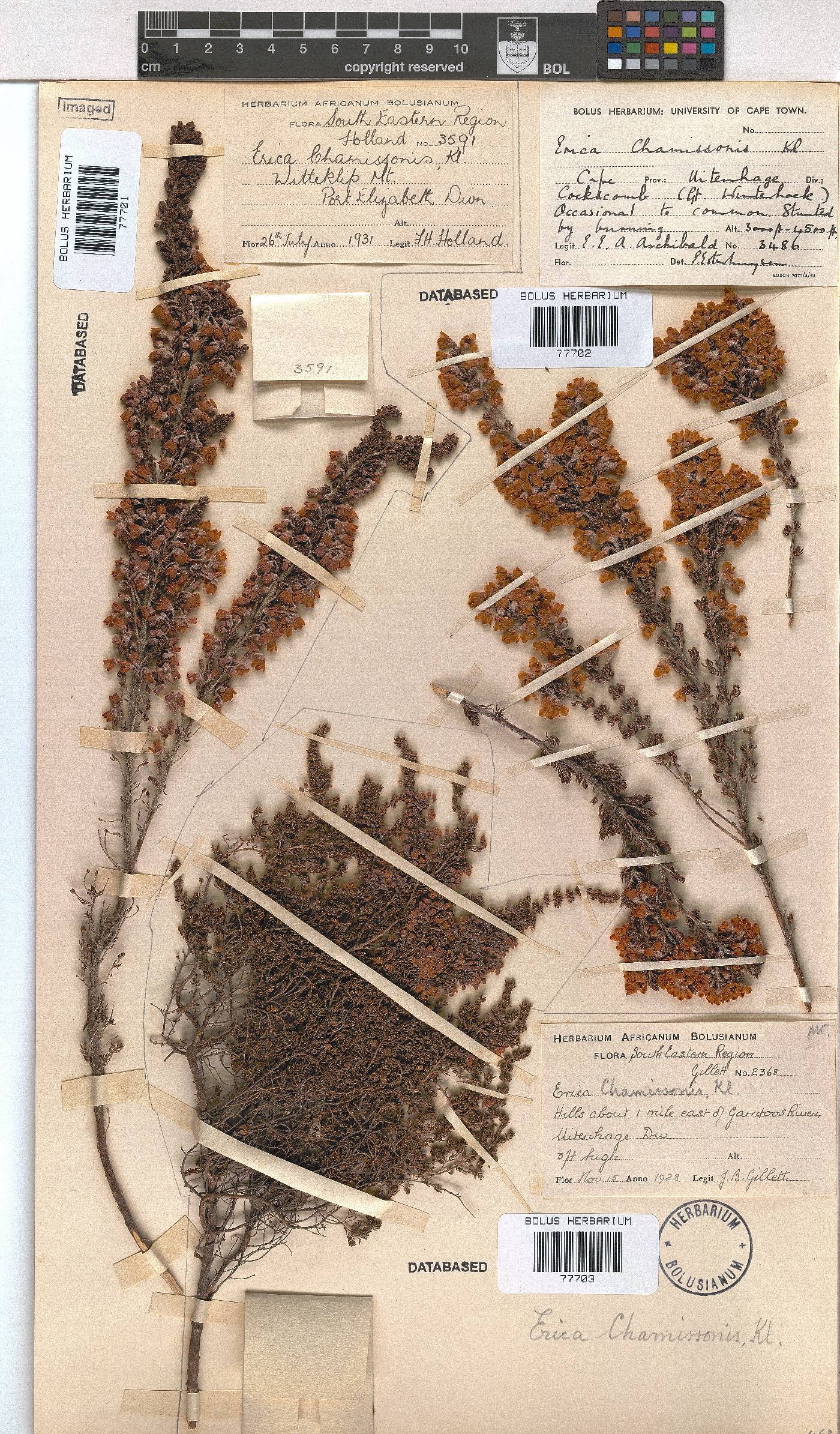 Erica chamissonis var. hirtifolia image