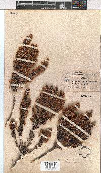 Erica chamissonis image