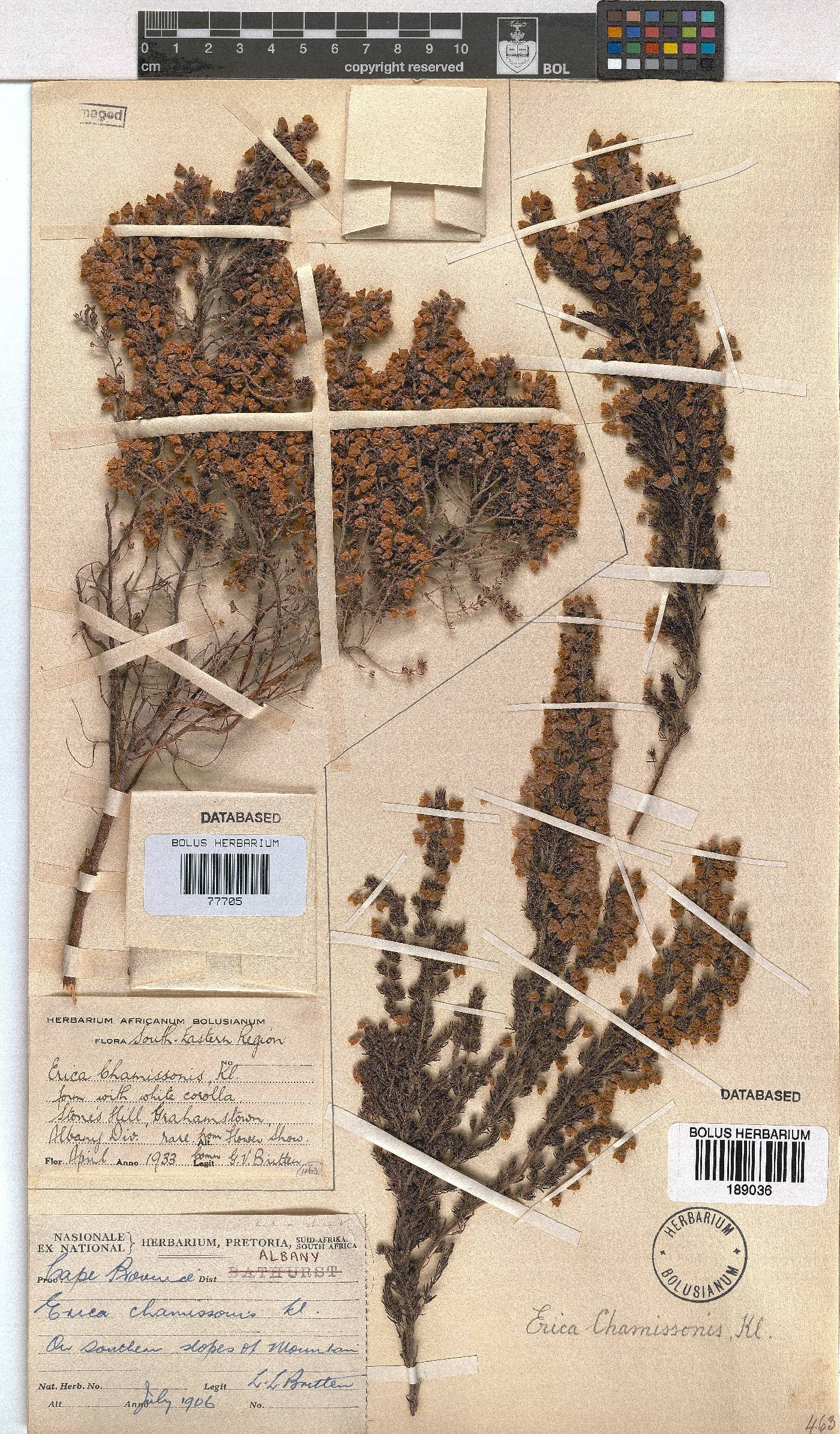 Erica chamissonis var. hirtifolia image