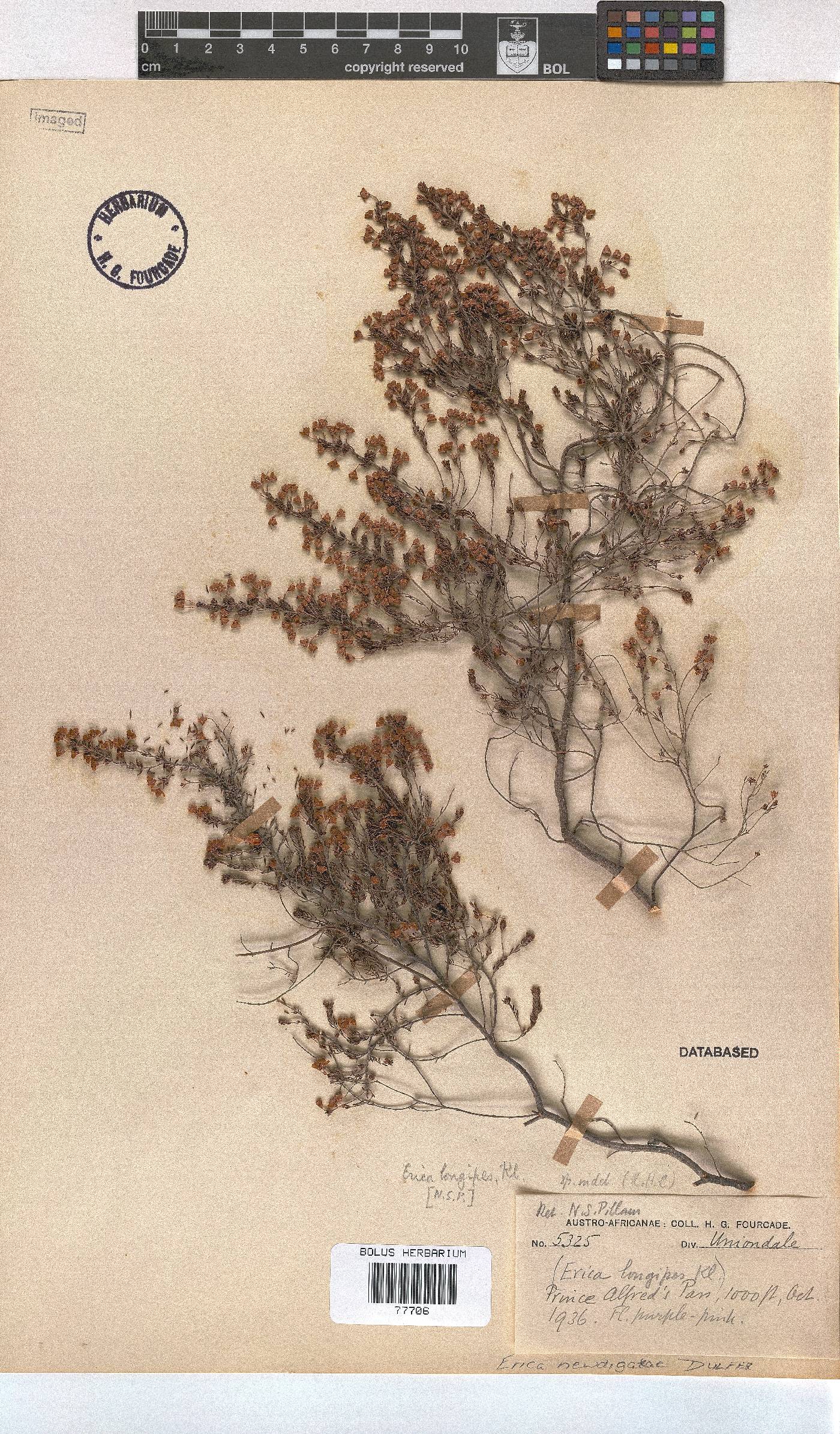 Erica newdigateae image