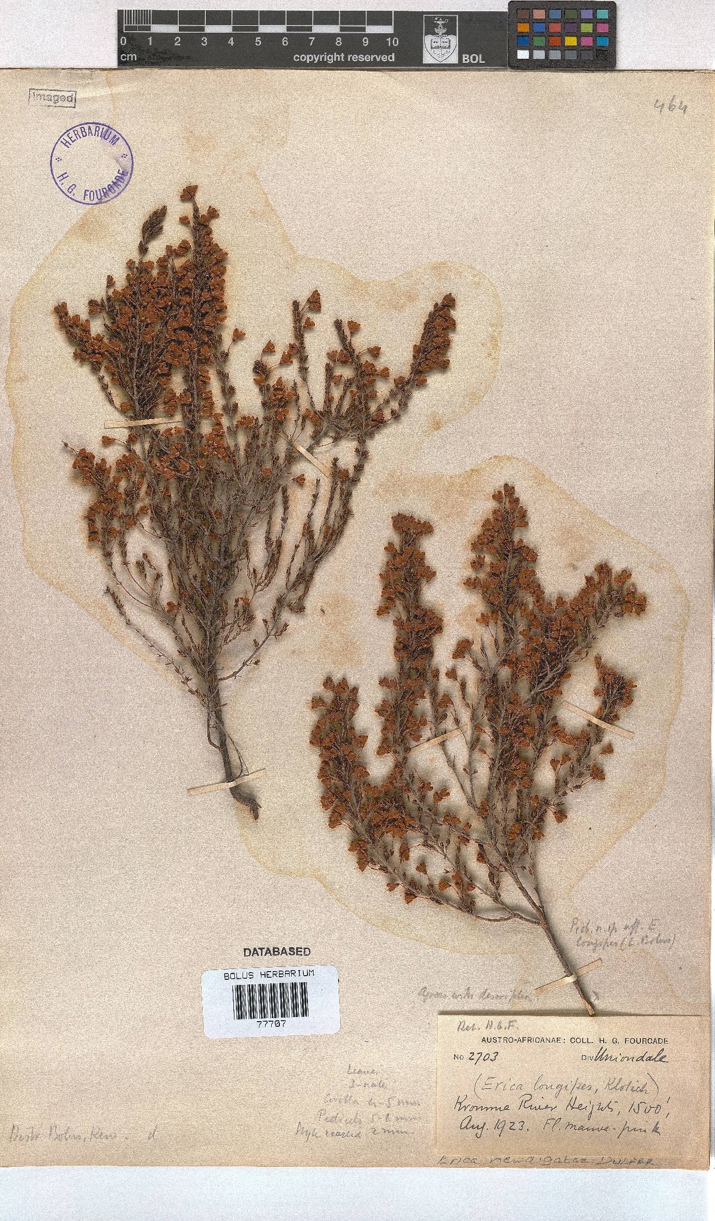 Erica newdigateae image