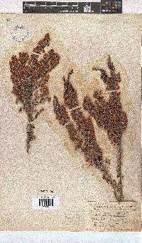 Erica newdigateae image